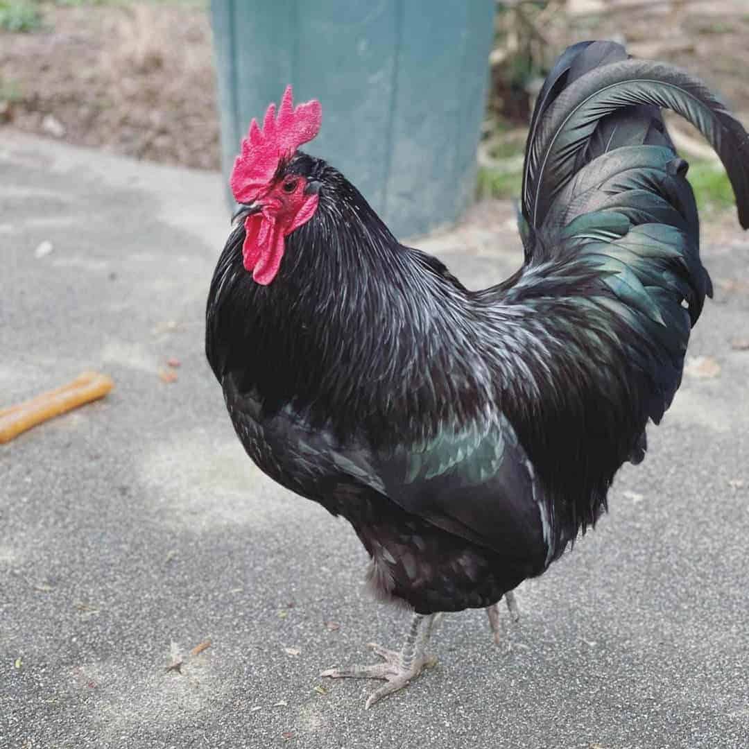 quiet rooster breeds