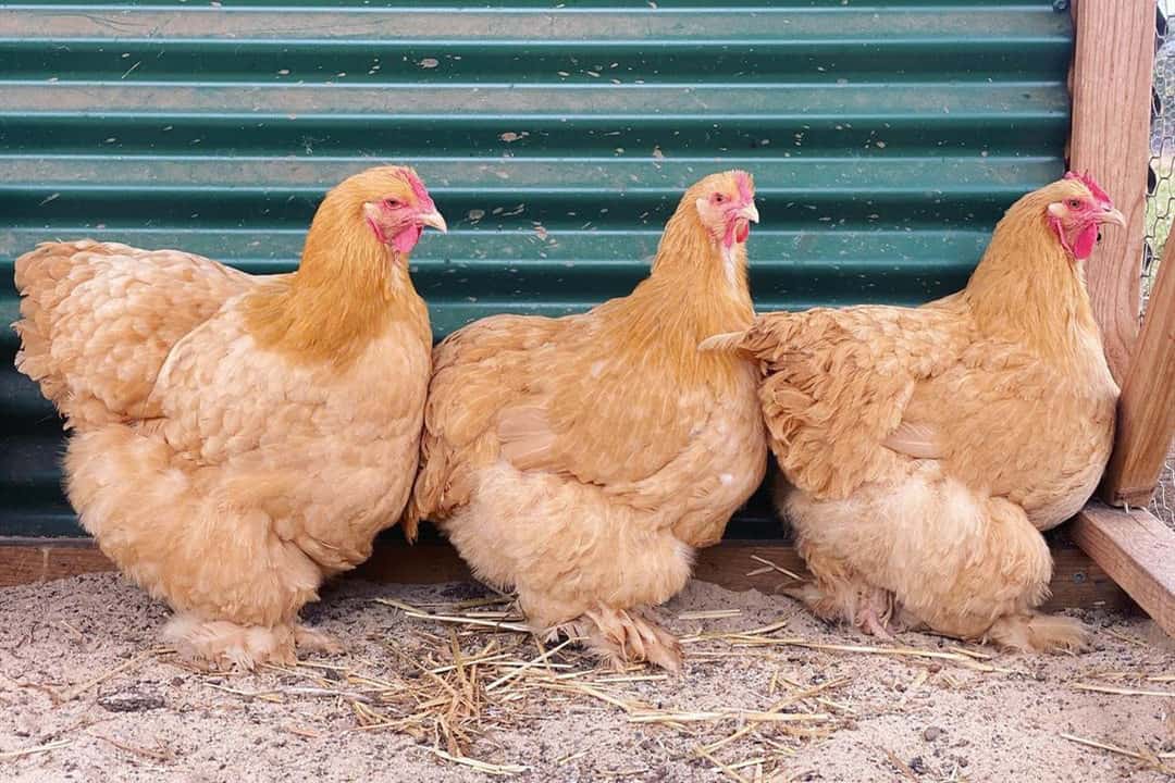 quietest chicken breeds