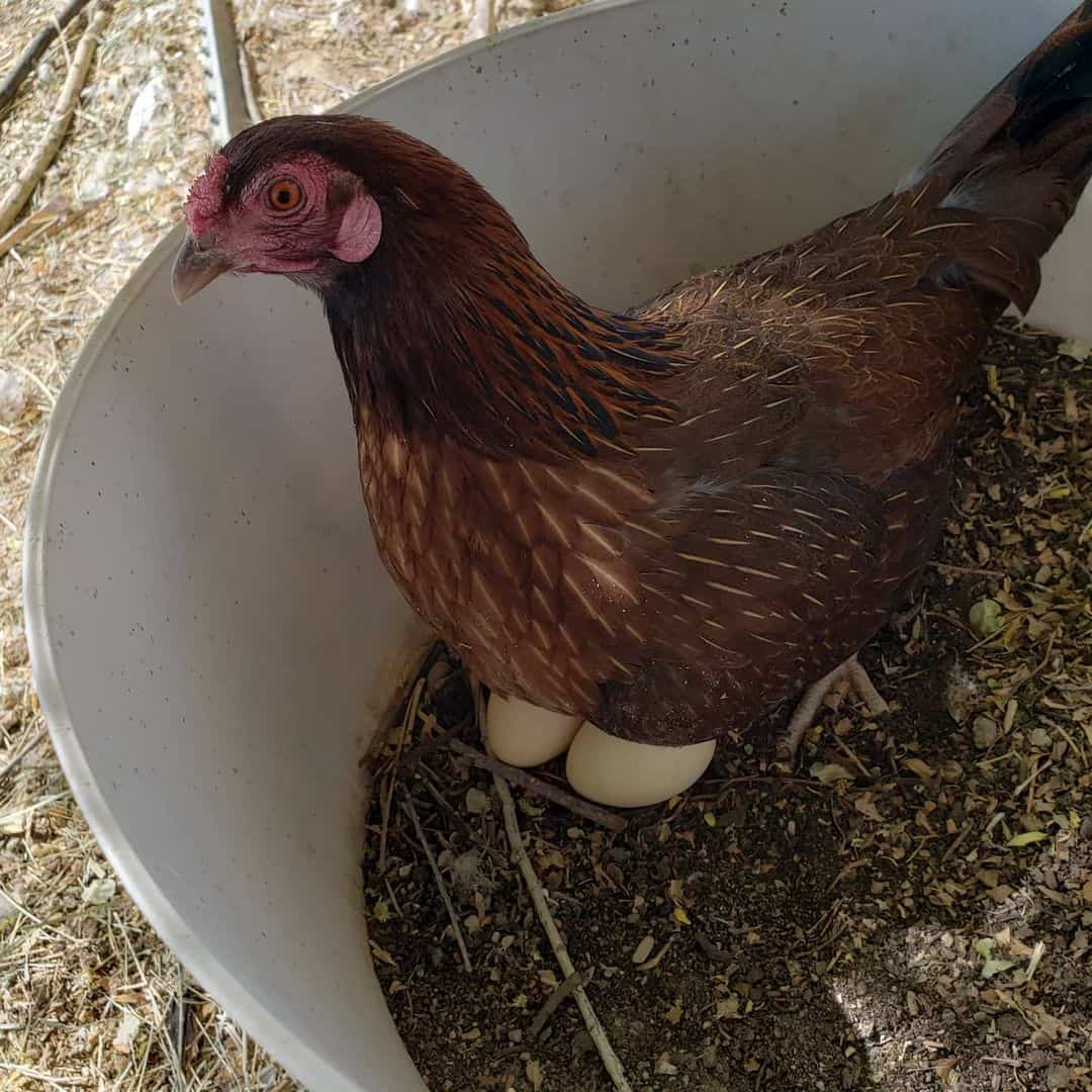 red cap chickens