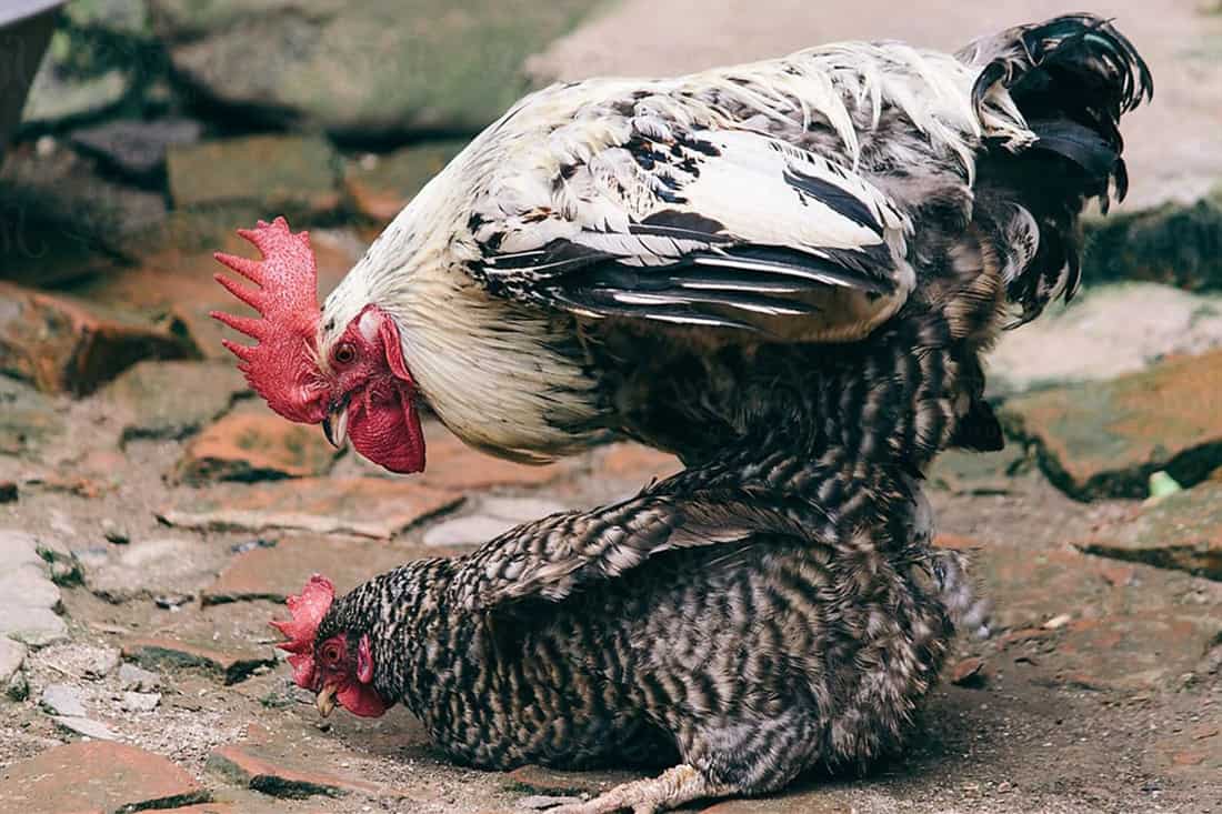 roosters penis