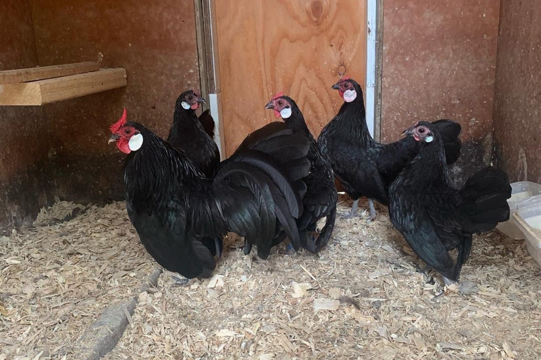 rose comb chicken breeds