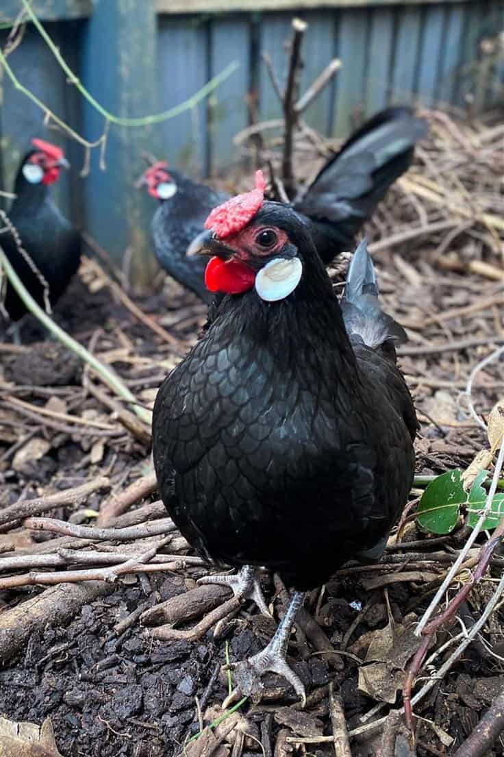 rosecomb bantam chickens