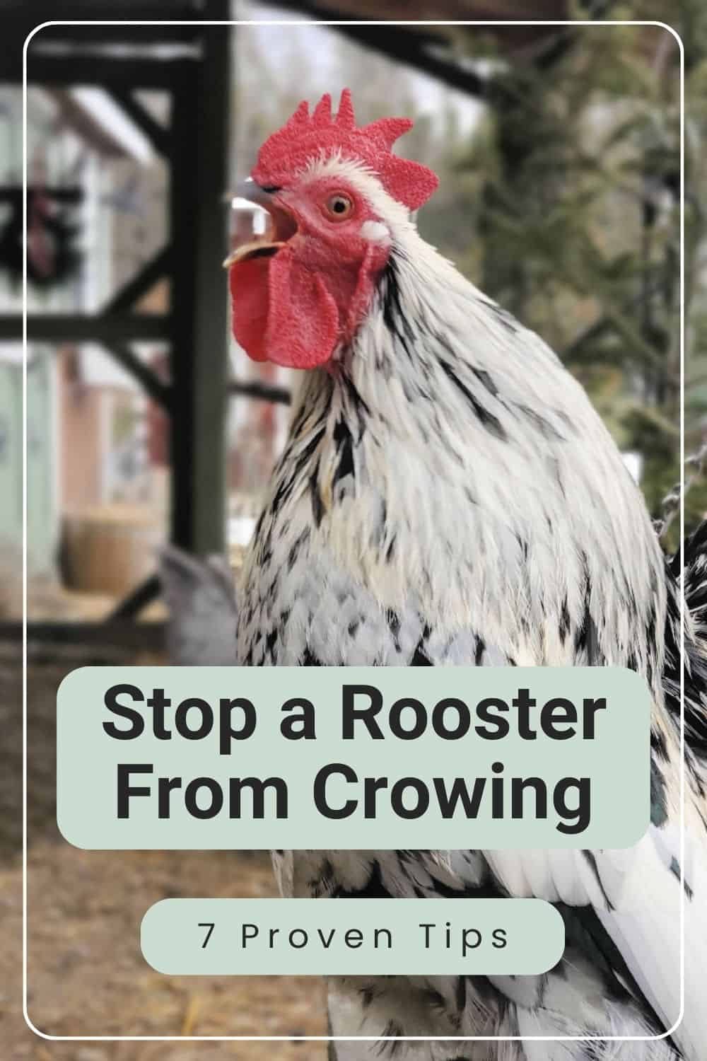 stop a rooster from crowing