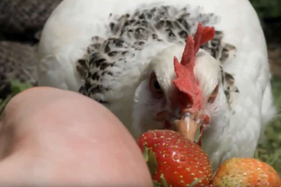 strawberries chicken