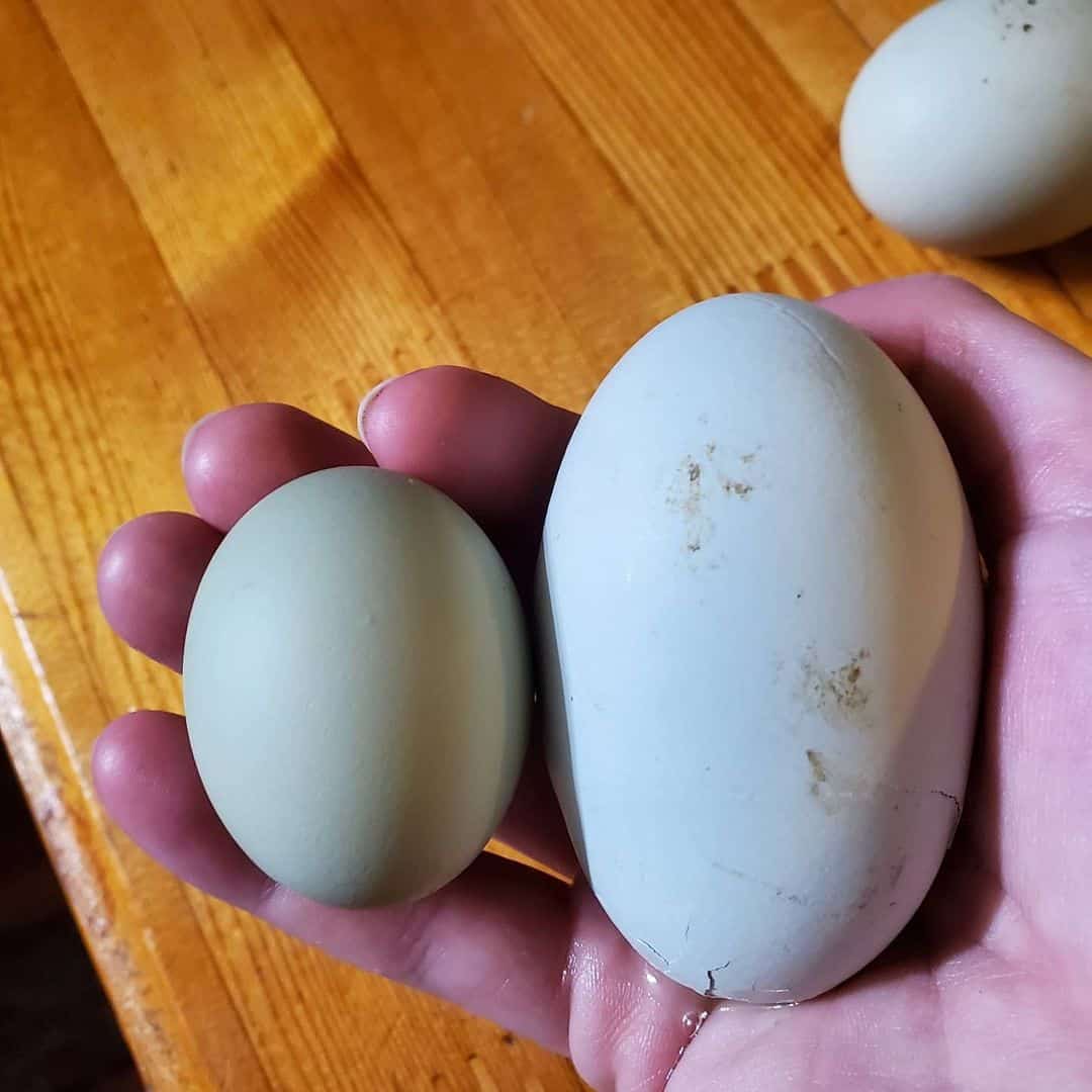 two yolked egg