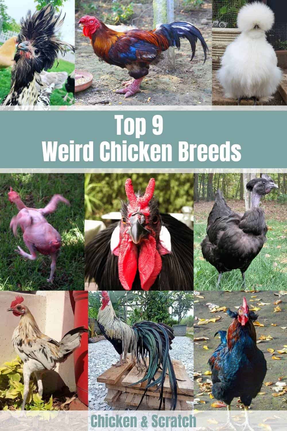 Top 9 Weird Chicken Breeds (with Pictures)