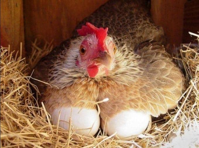 what to use for chicken bedding