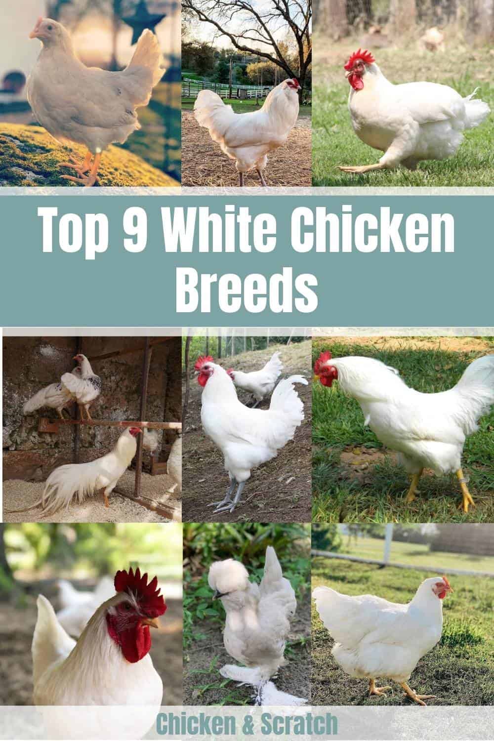 white chickens