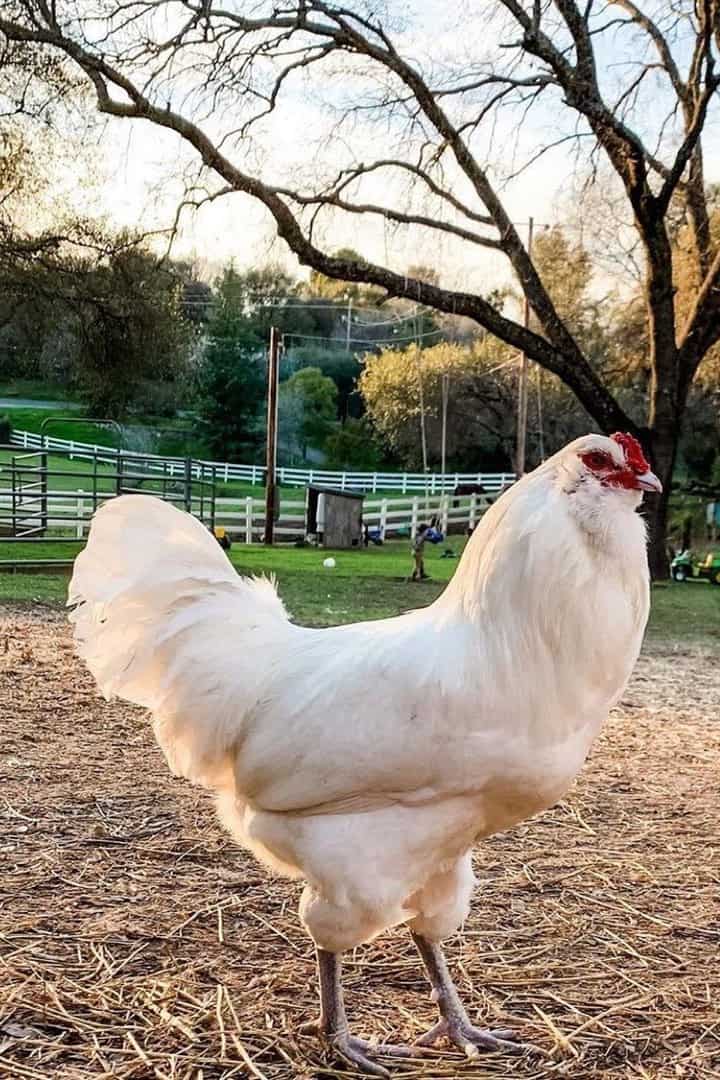 white chickens breeds