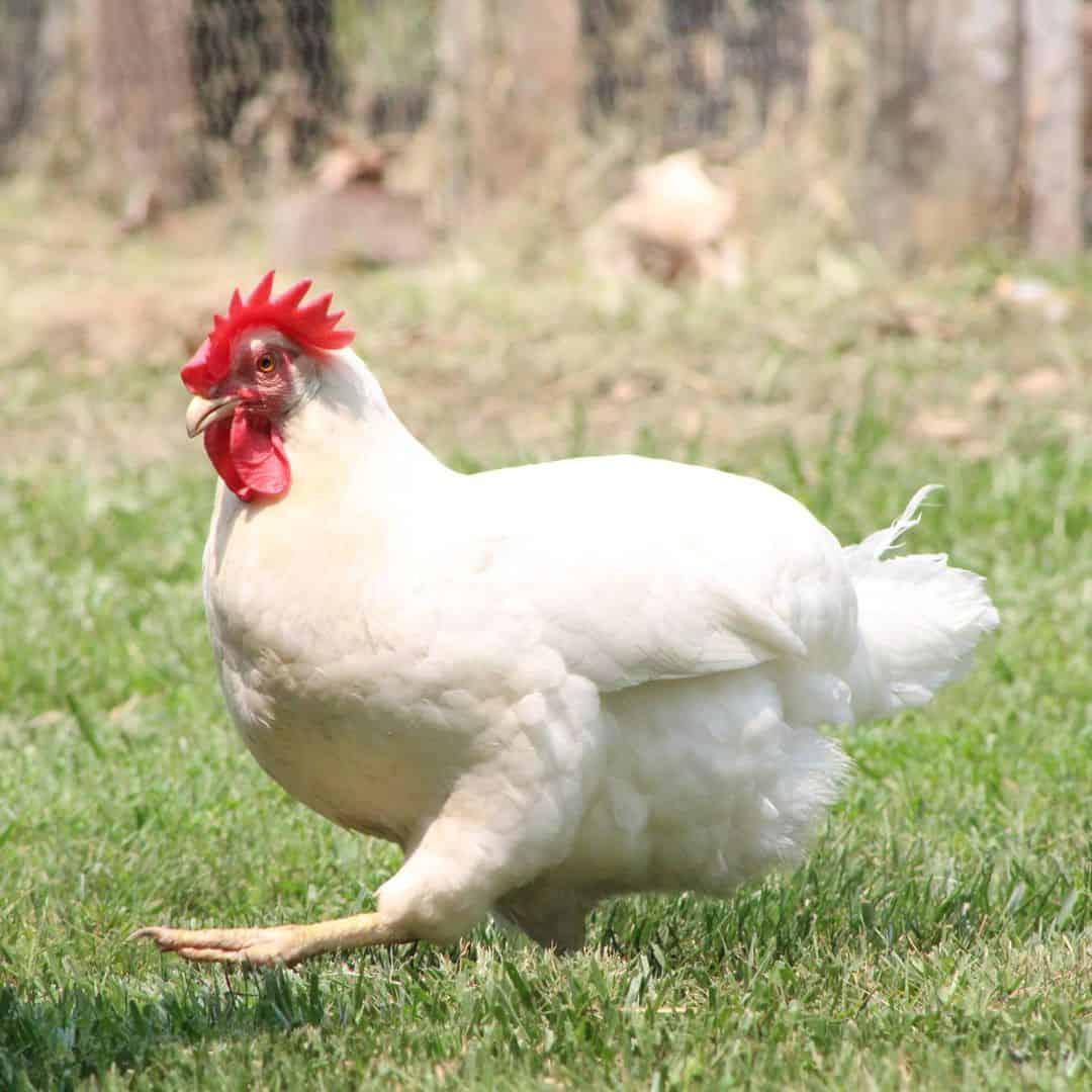 white chickens