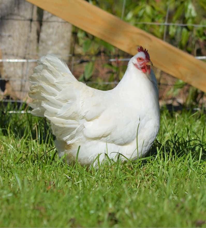 white rock chicken breed