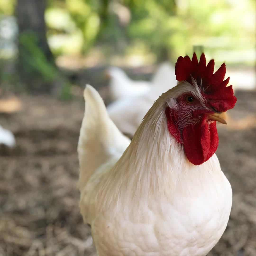 White Chicken Hen