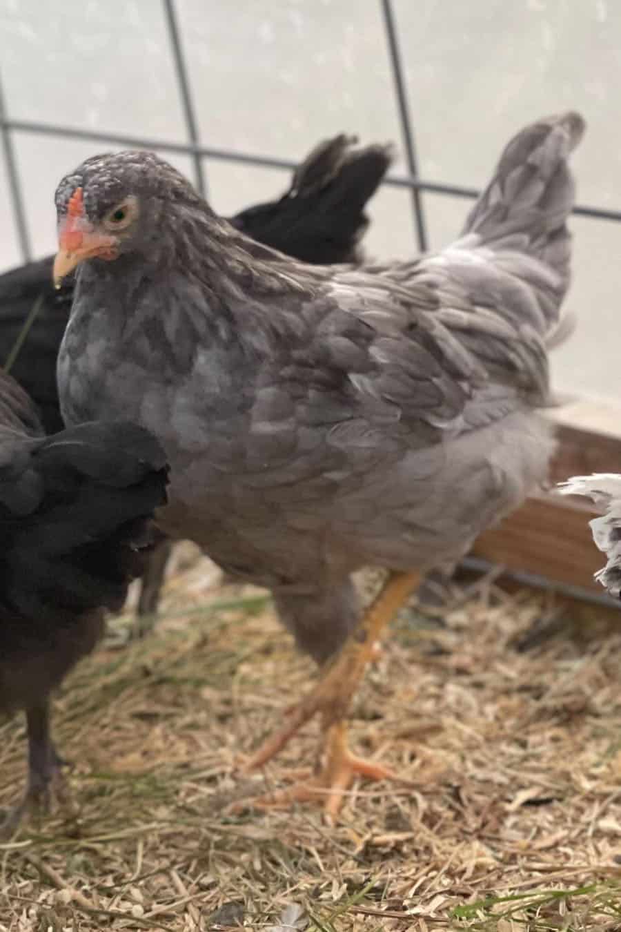 whiting blue chickens