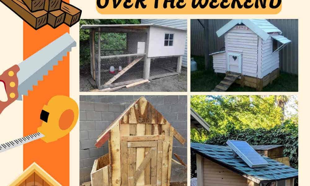 11 Easy 4×4 Chicken Coop Plans to DIY Over the Weekend