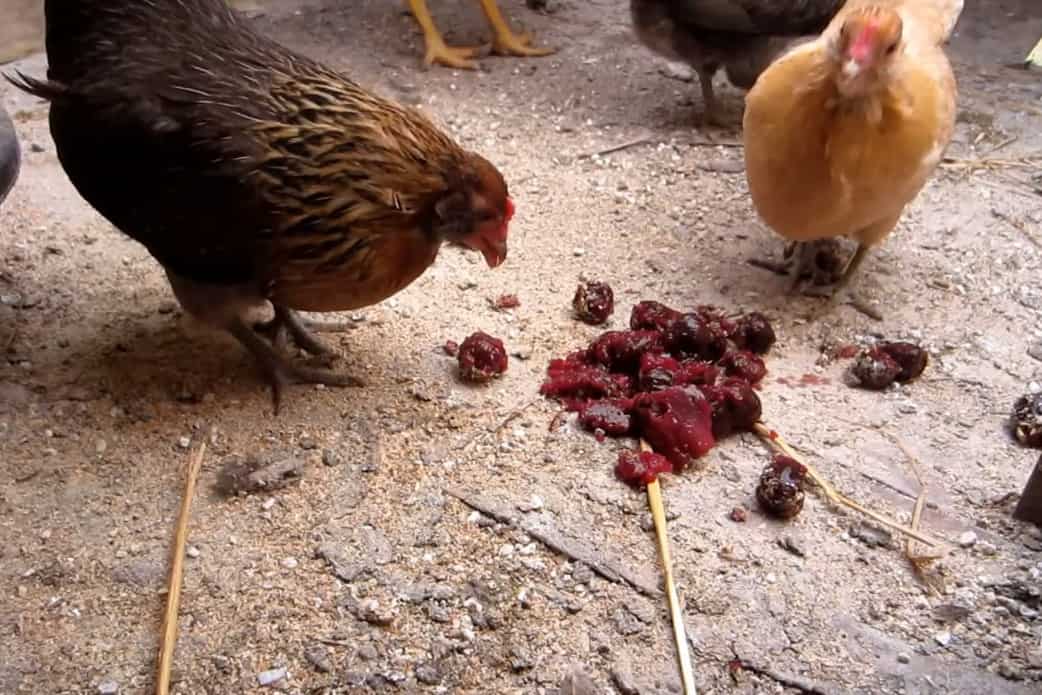 Are Cherries Good for Chickens