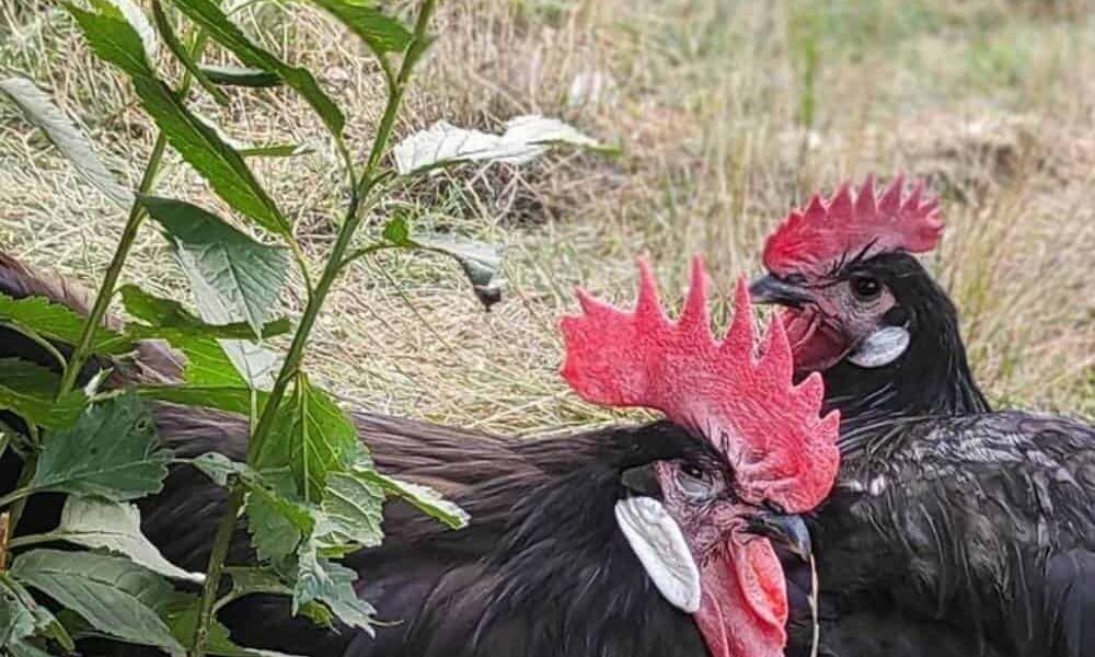 Barbezieux Chicken: Eggs, Temperament, Size and Raising Tips