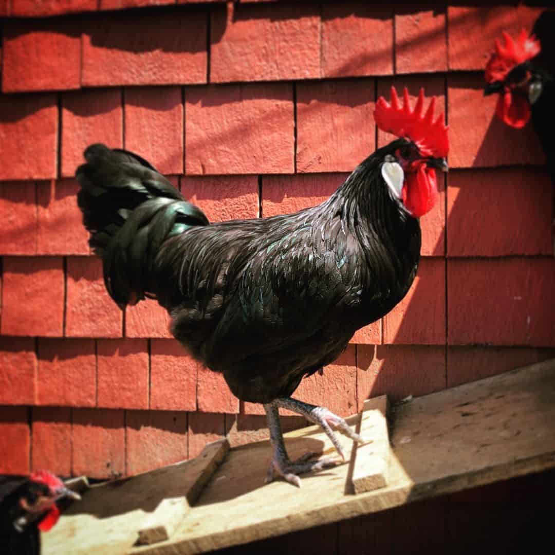 Barbezieux Chicken Breed Standard and Appearance