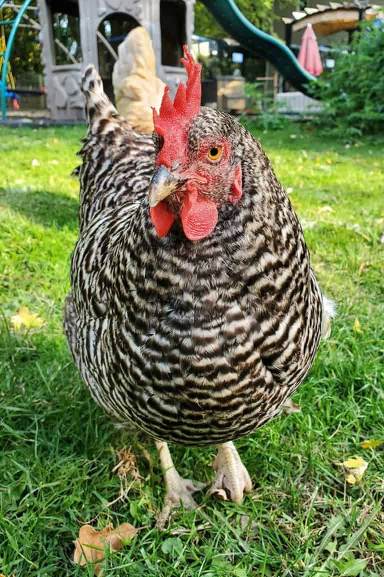 Barred Rock