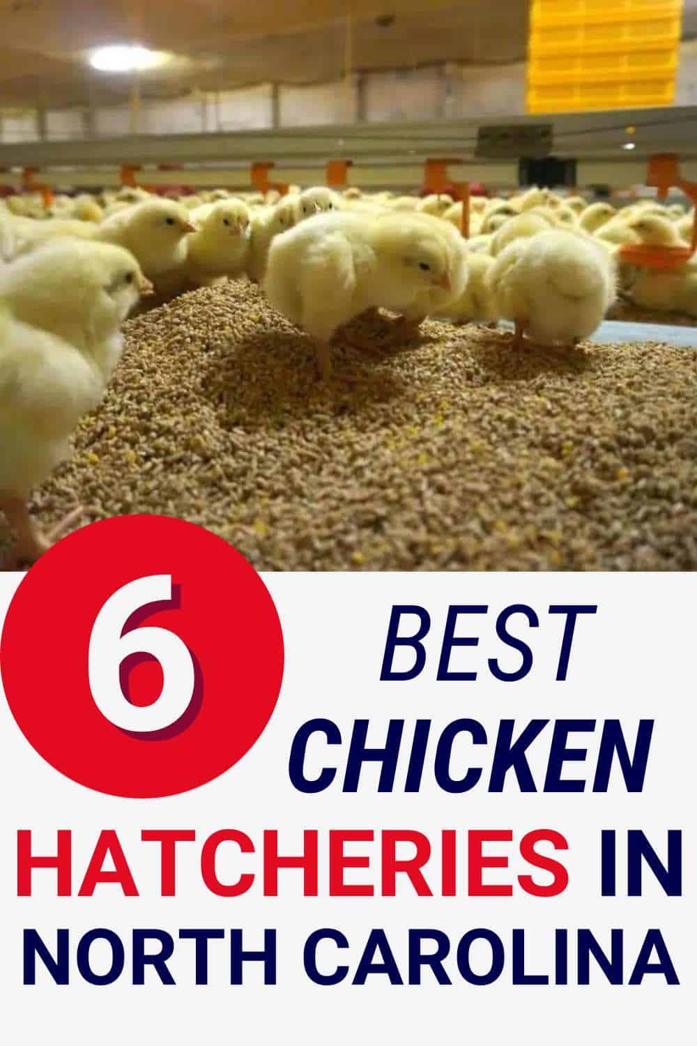 Best Chicken Hatcheries in North Carolina