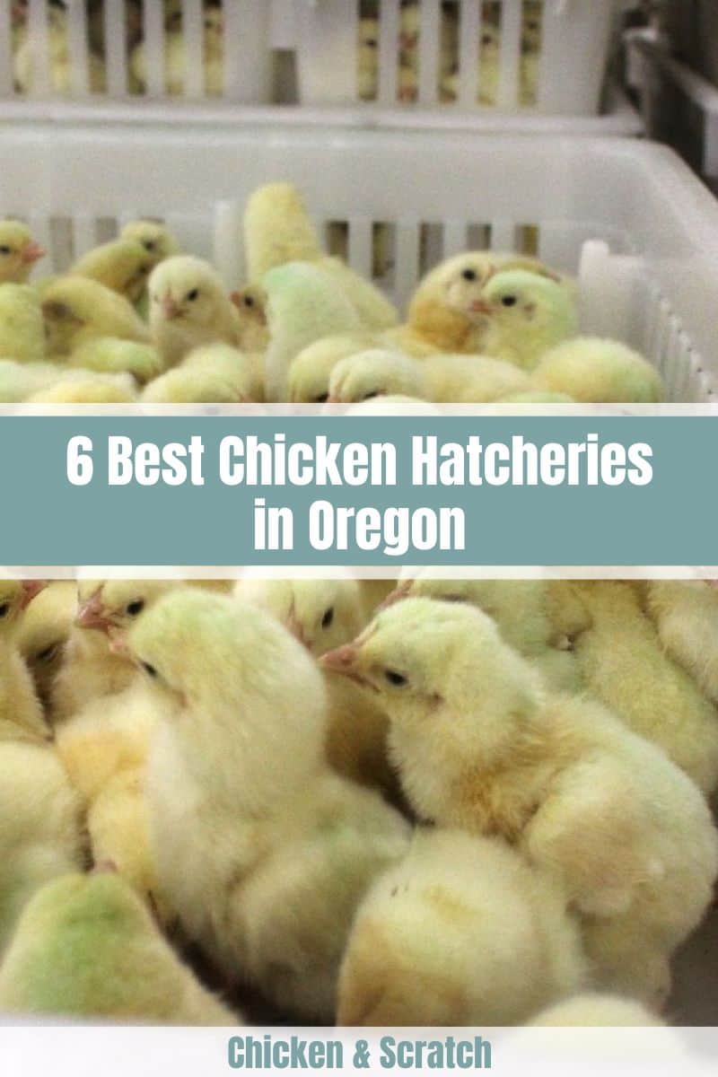 Best Chicken Hatcheries in Oregon