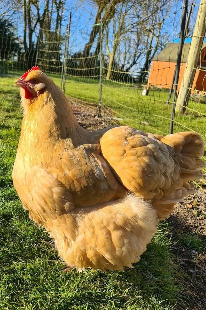 Buff Orpington