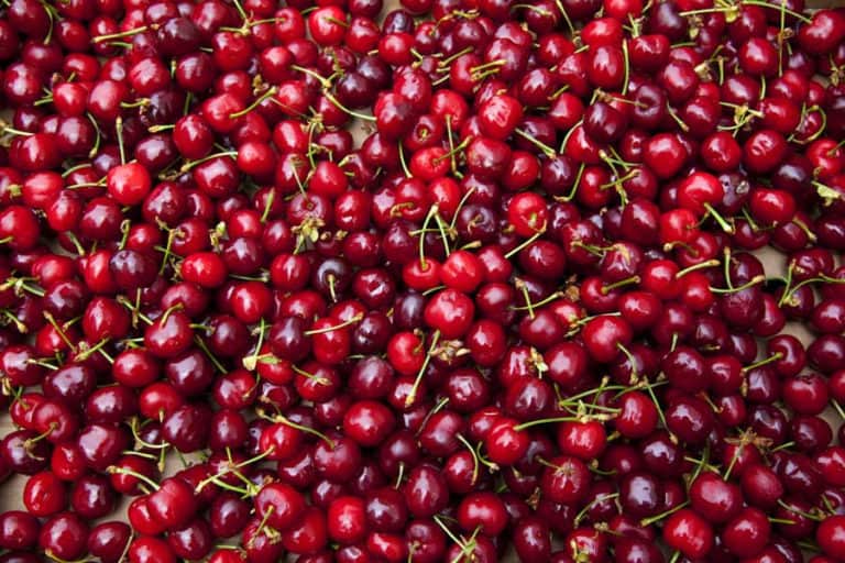 Can Chickens Eat Cherries? (Nutrition, Advantage & Feeding Tips)