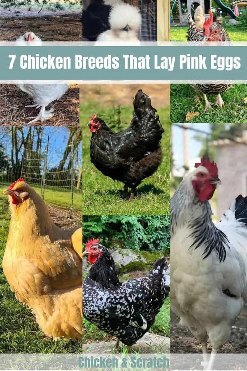 Chicken Breed That Lay Pink Egg