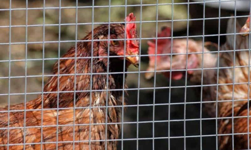 16 Chicken Fencing Ideas – Keep Predators Out