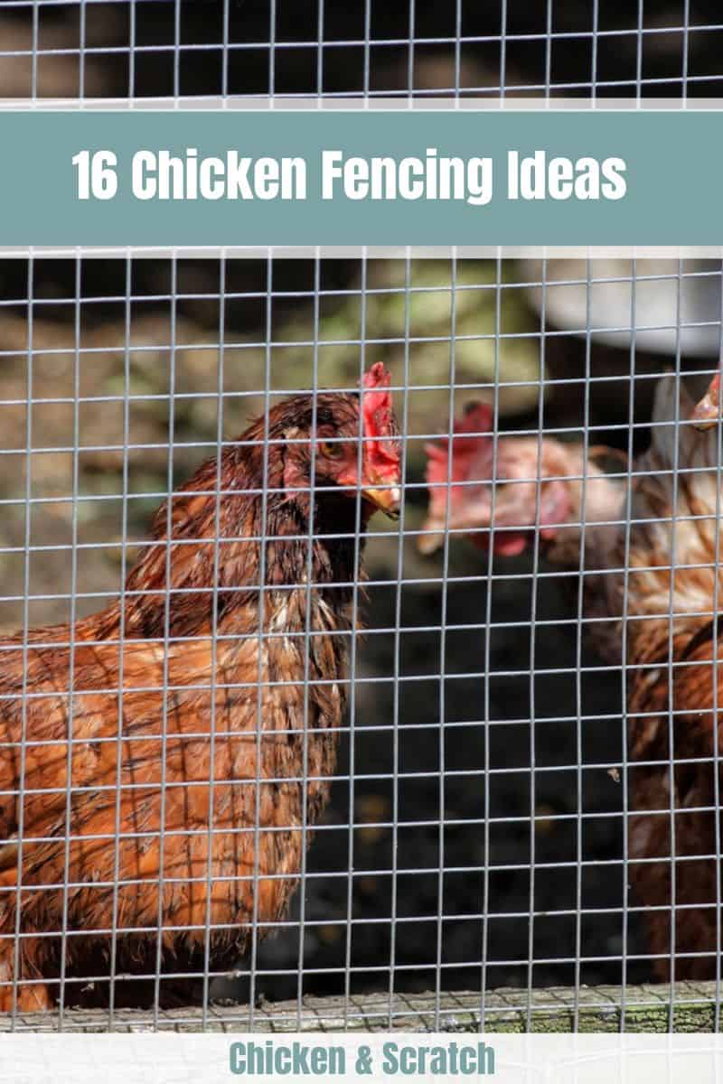 Chicken Fencing Ideas