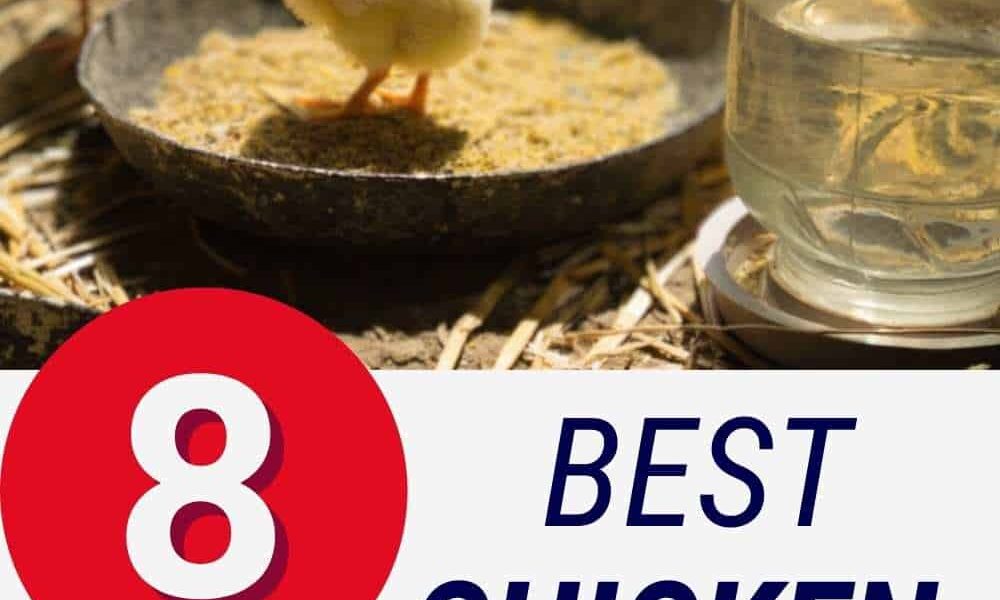 8 Best Chicken Hatcheries In Ohio [2023]  – Review & Guides