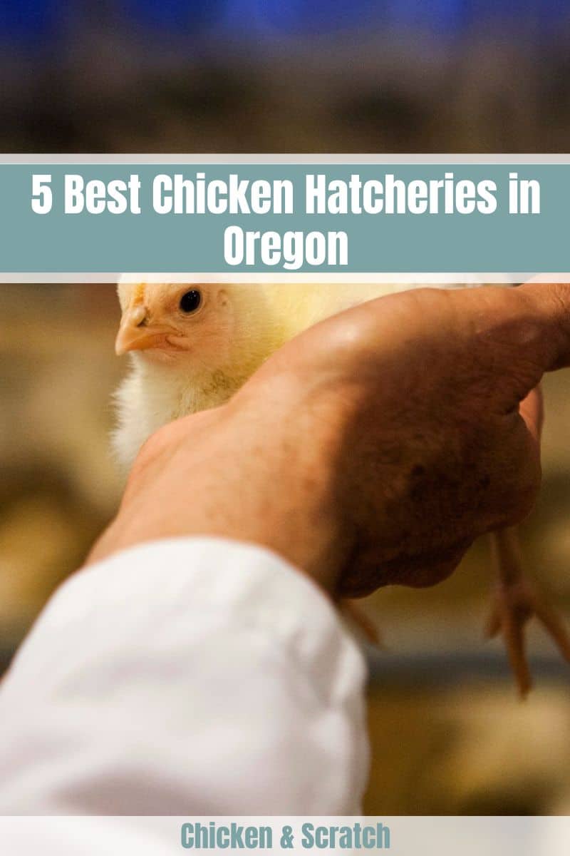 Chicken Hatcheries