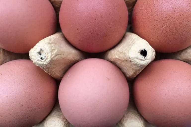 Chicken Lay Pink Egg