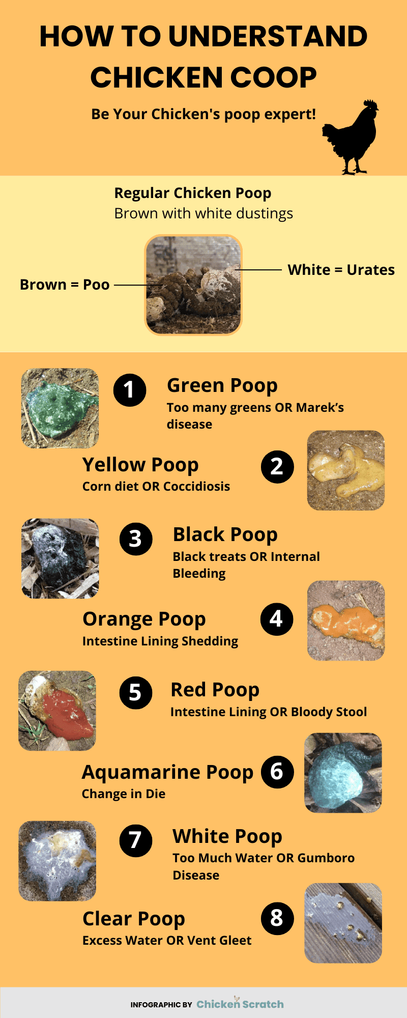 Chicken Poop Guide