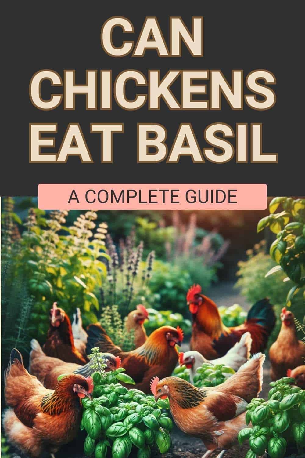 Chickens Eat Basil