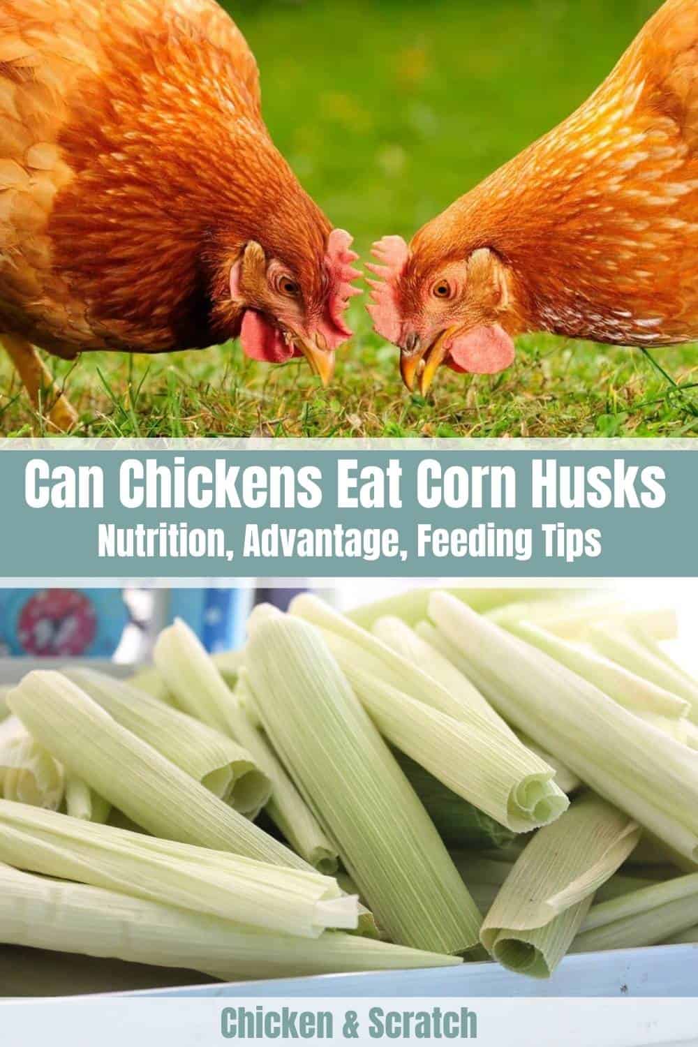 Can Chickens Eat Corn Husks? (Nutrition, Advantage & Feeding Tips)