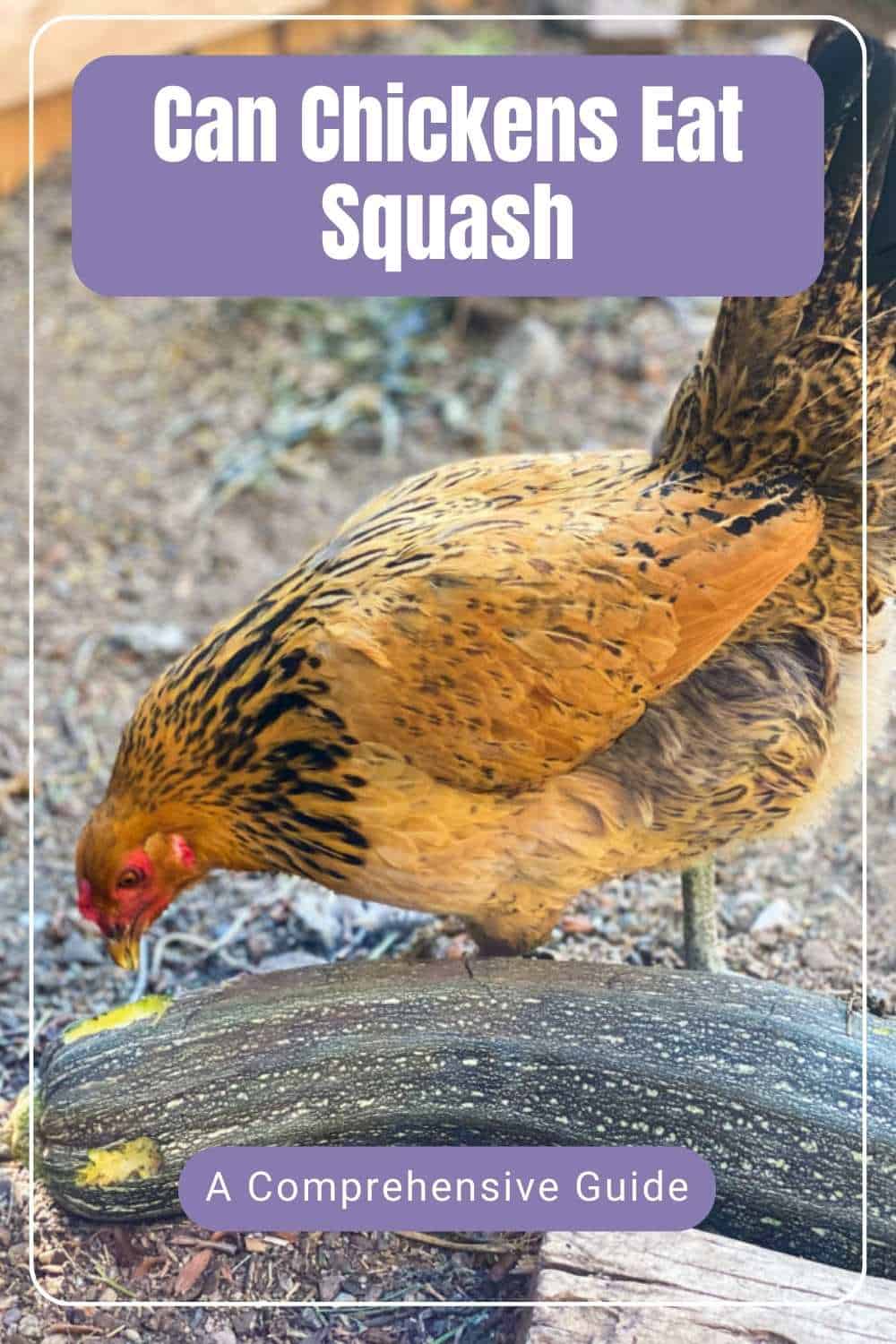 Chickens Eat Squash
