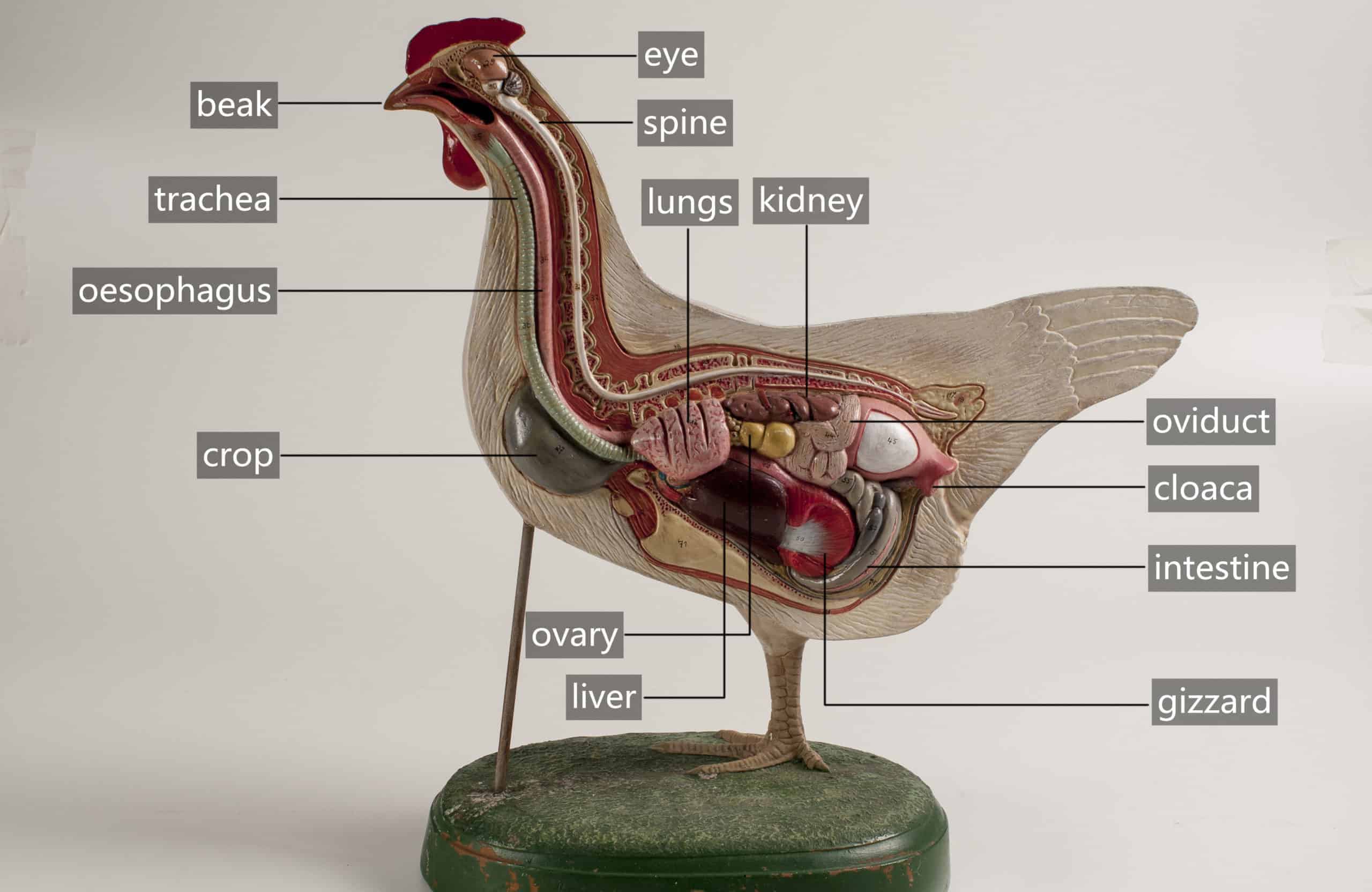 Chicken’s Excretory System