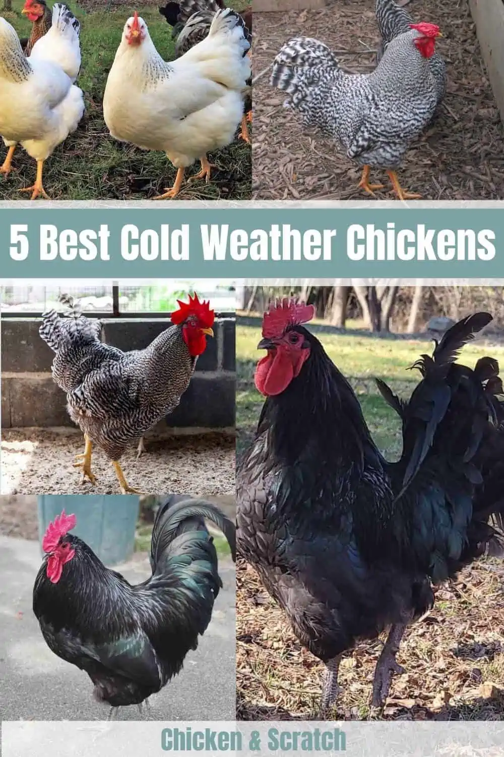 Cold Weather Chicken