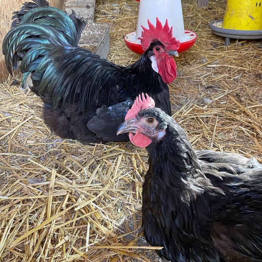 Egg Laying of Barbezieux Chickens