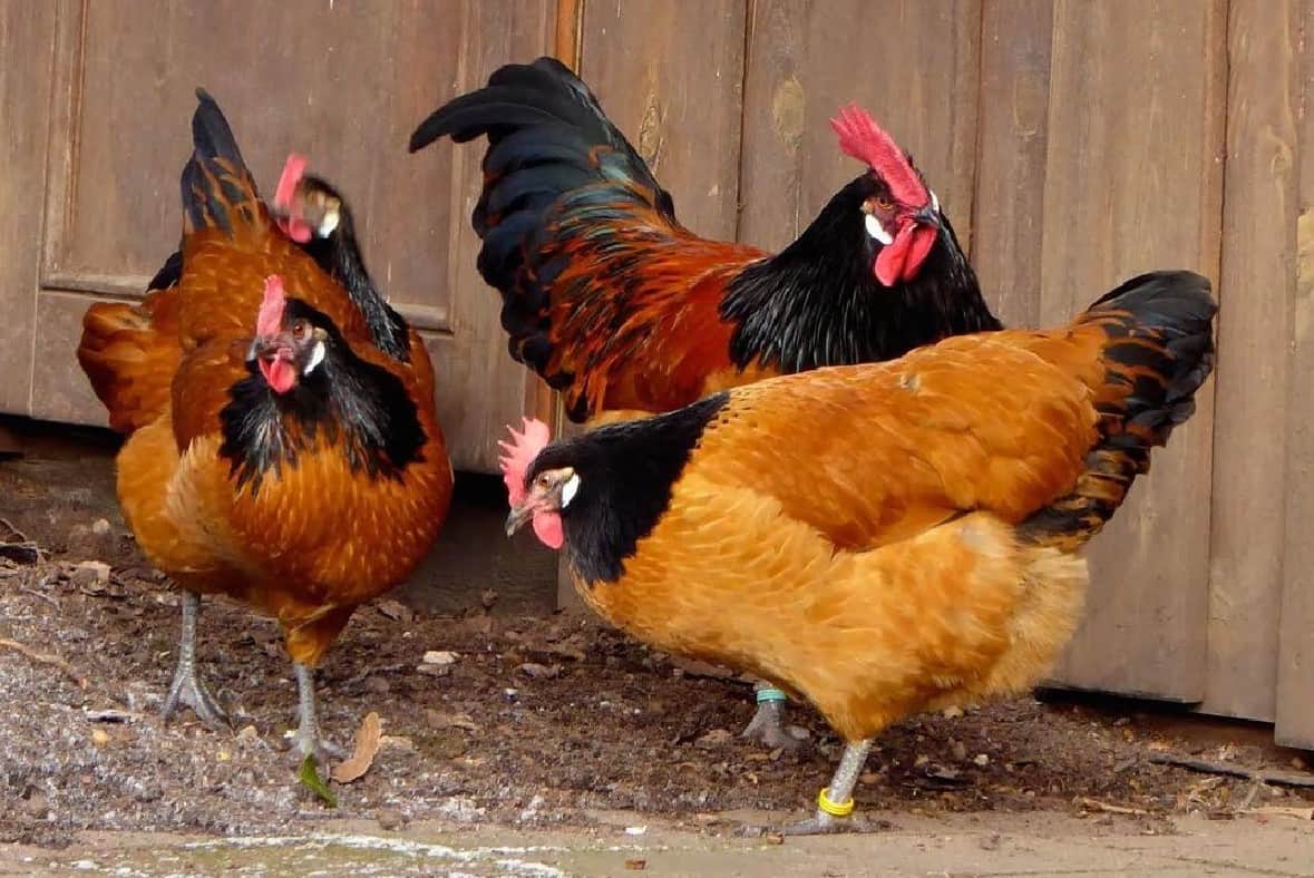 Feeding Vorwerk Chickens