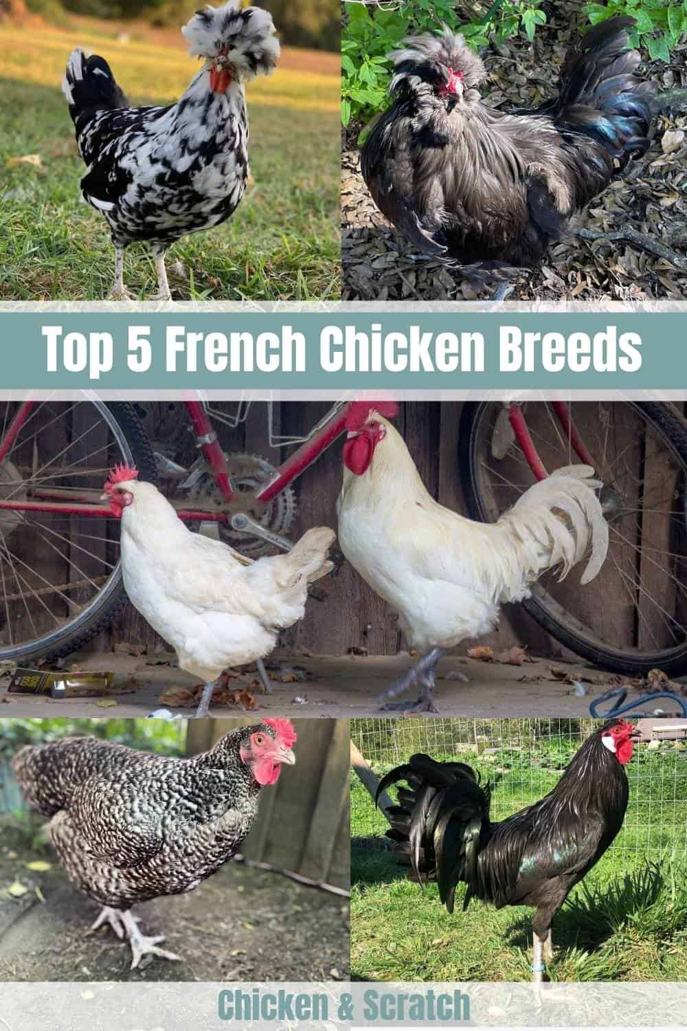 French Chicken Breed