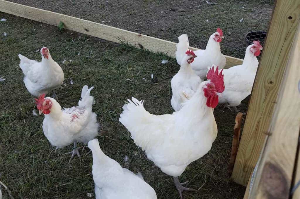 French Chicken Breeds