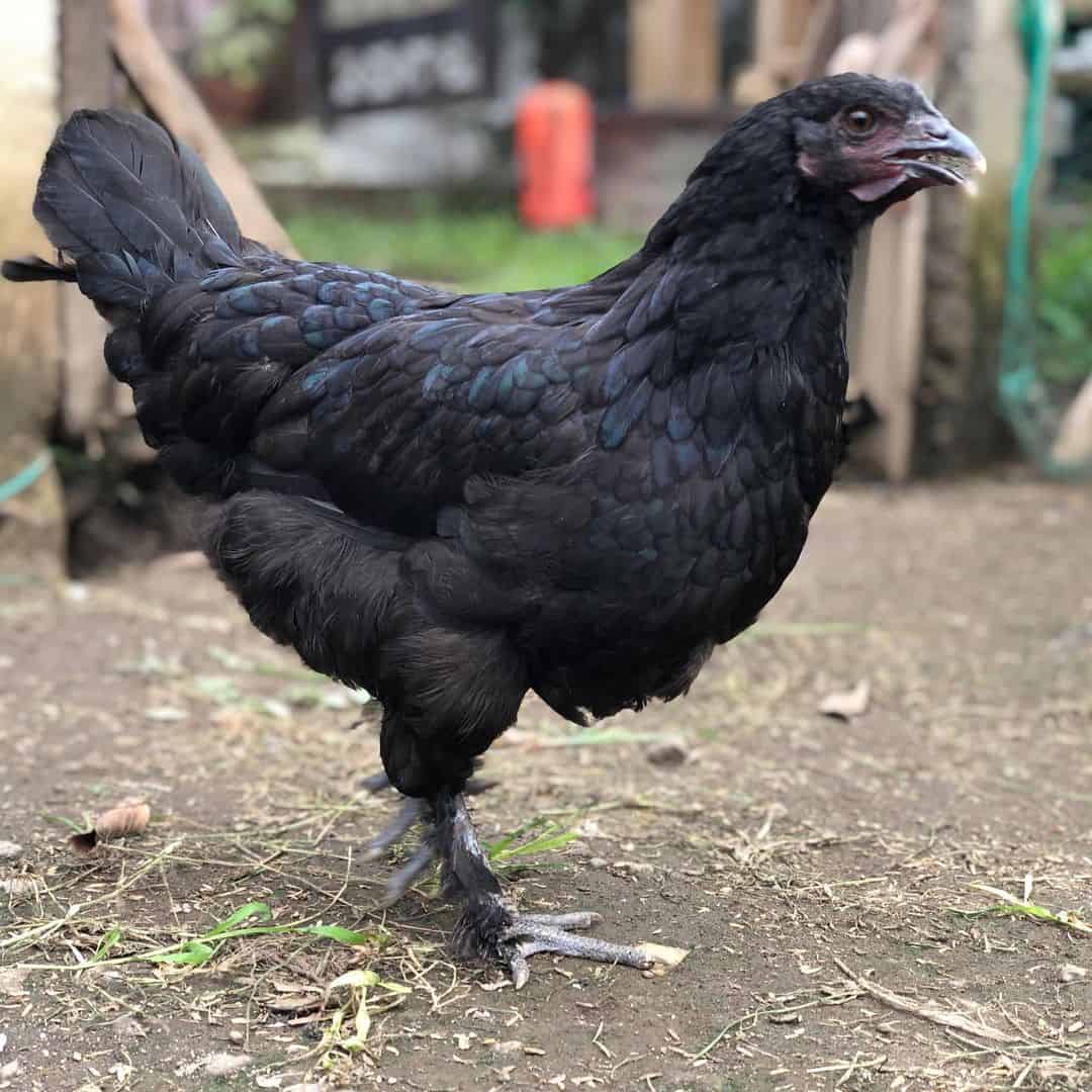 Chickens With Feathered Feet