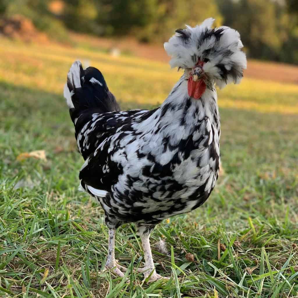 top-5-french-chicken-breeds-and-raising-tips-with-pictures