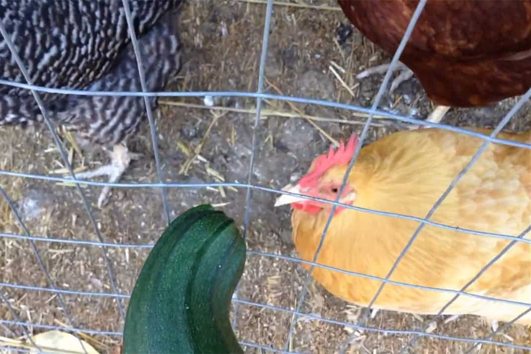How to feed your chickens with a zucchini