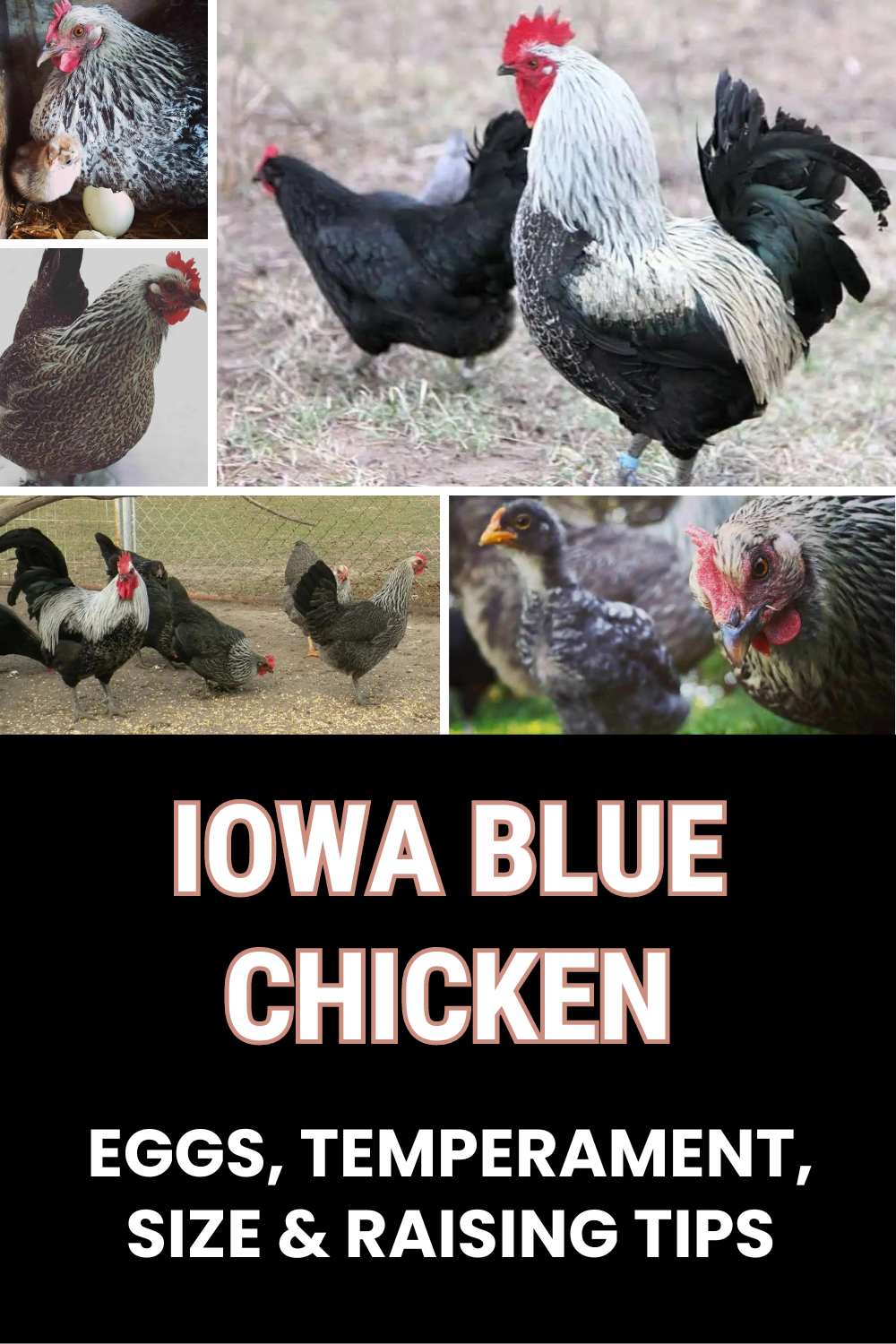 Iowa Blue Chicken guide
