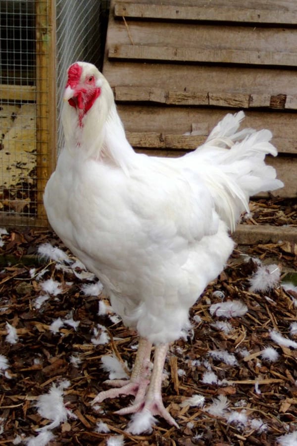 Ixworth Chicken Breed Standard and Appearance
