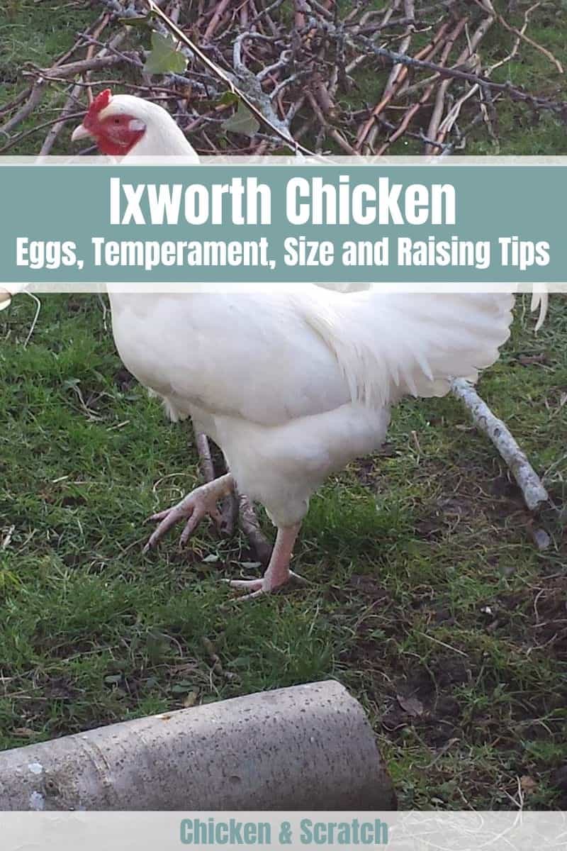 Ixworth Chicken breed