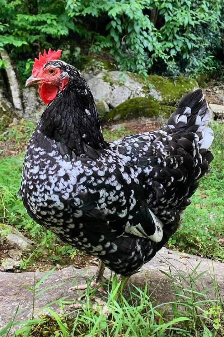 Mottled Javas