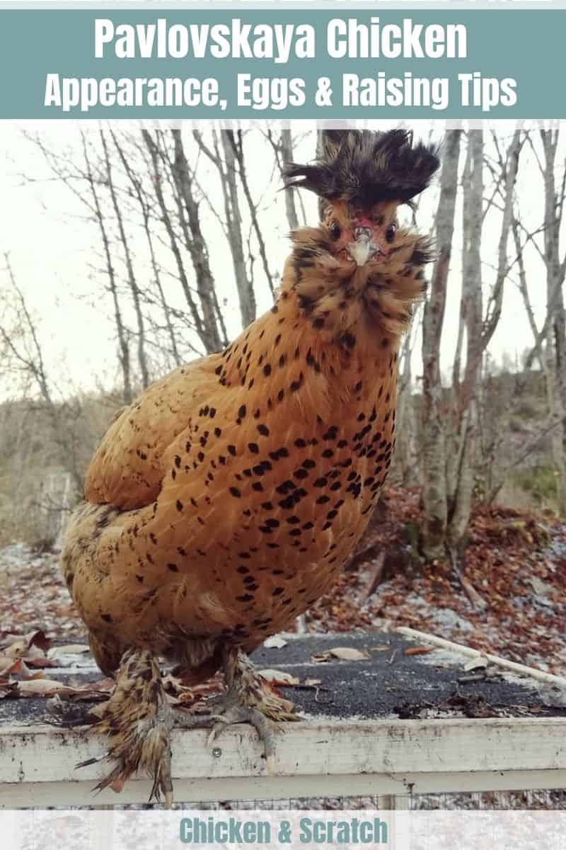 Pavlovskaya Chicken